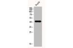 Western Blot analysis of HEPG2-UV cells using EMMPRIN Polyclonal Antibody