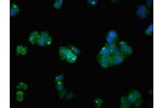 Immunofluorescent analysis of HepG2 cells using CSB-PA002332LA01HU at a dilution of 1:100 and Alexa Fluor 488-congugated AffiniPure Goat Anti-Rabbit IgG(H+L)