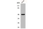Western Blot analysis of HepG2 cells using Enolase Polyclonal Antibody