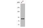 Western Blot analysis of COS7 cells using ENX-2 Polyclonal Antibody
