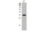 Western Blot analysis of 3T3 cells using EP-CAM Polyclonal Antibody
