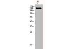 Western Blot analysis of 3T3 cells using EphA2/3/4 Polyclonal Antibody