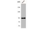 Western Blot analysis of HepG2 cells using Ephrin-A4 Polyclonal Antibody