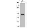 Western Blot analysis of COS7 cells using Ephrin-B1 Polyclonal Antibody