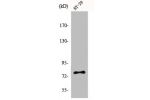 Western Blot analysis of HT29 cells using Eps8L1 Polyclonal Antibody