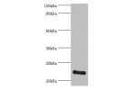 All lanes:ATP synthase subunit O, mitochondrial antibody at 3ug/ml+HepG2 whole cell lysate<br />
Secondary<br />
Goat polyclonal to rabbit at 1/10000 dilution<br />
Predicted band size: 23kDa<br />
Observed band size: 23kDa<br />