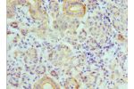 Immunohistochemistry of paraffin-embedded human salivary gland using CSB-PA002397ESR2HUat dilution 1:100