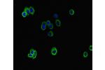 Immunofluorescent analysis of HepG2 cells using CSB-PA002418LA01HU at a dilution of 1:100 and Alexa Fluor 488-congugated AffiniPure Goat Anti-Rabbit IgG(H+L)