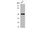 Western Blot analysis of HepG2 cells using ETAR Polyclonal Antibody