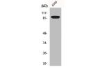 Western Blot analysis of A549 cells using Exo1 Polyclonal Antibody
