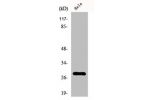 Western Blot analysis of HeLa cells using FADD Polyclonal Antibody