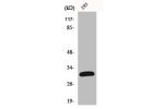Western Blot analysis of 293 cells using FAS-L Polyclonal Antibody