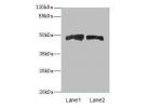 Western blot<br />
All lanes: AZIN1 antibody at 4ug/ml<br />
Lane 1 : Mouse liver tissue<br />
Lane 2 : PC-3 whole cell lysate<br />
Secondary<br />
Goat polyclonal to Rabbit IgG at 1/10000 dilution<br />
Predicted band size: 50 kDa<br />
Observed band si