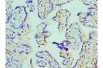Immunohistochemistry of paraffin-embedded human placenta using CSB-PA002485ESR1HU at dilution 1:100