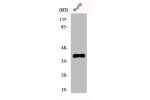 Western Blot analysis of HepG2 cells using FAST-1/2 Polyclonal Antibody