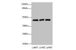 Western blot<br />
All lanes: B3GNT2 antibody at 4ug/ml<br />
Lane 1 : 293T whole cell lysate<br />
Lane 2 : Jurkat whole cell lysate<br />
Lane 3 : HL60 whole cell lysate<br />
Secondary<br />
Goat polyclonal to Rabbit IgG at 1/10000 dilution<br />
Predi