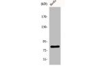 Western Blot analysis of COLO205 cells using FASTKD2 Polyclonal Antibody