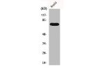 Western Blot analysis of HepG2 cells using FASTKD3 Polyclonal Antibody