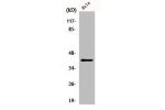 Western Blot analysis of HuvEc cells using FEN-1 Polyclonal Antibody