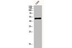 Western Blot analysis of L929 cells using Fibulin-5 Polyclonal Antibody