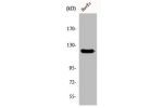 Western Blot analysis of HuvEc cells using FIR Polyclonal Antibody