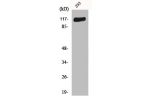 Western Blot analysis of 293 cells using Flg Polyclonal Antibody