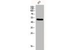 Western Blot analysis of 3T3 cells using Fli-1 Polyclonal Antibody