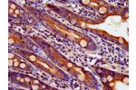 IHC image of CSB-PA002547LA01HU diluted at 1:400 and staining in paraffin-embedded human small intestine tissue performed on a Leica BondTM system. After dewaxing and hydration, antigen retrieval was mediated by high pressure in a citrate buffer (pH 6.0).