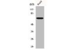 Western Blot analysis of HeLa cells using Follistatin Polyclonal Antibody