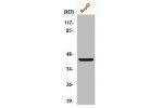 Western Blot analysis of HepG2 cells using FOP Polyclonal Antibody