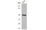 Western Blot analysis of 293 cells using FoxD3 Polyclonal Antibody