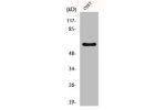 Western Blot analysis of COS7 cells using FoxO4 Polyclonal Antibody