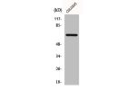 Western Blot analysis of COLO205 cells using FoxO4 Polyclonal Antibody