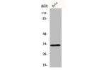 Western Blot analysis of HeLa cells using FoxR1 Polyclonal Antibody