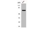 Western Blot analysis of RAW264.7 cells using Frizzled-3 Polyclonal Antibody