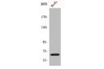 Western Blot analysis of COS7 cells using Frizzled-9 Polyclonal Antibody
