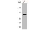 Western Blot analysis of COS7 cells using Fucokinase Polyclonal Antibody