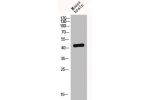 Western Blot analysis of MOUSE-BRAIN cells using Fusin Polyclonal Antibody