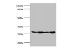 Western blot<br />
All lanes:BCAP29 antibody at 2.93ug/ml<br />
Lane 1:Raji whole cell lysate<br />
Lane 2:Colo320 whole cell lysate<br />
Lane 3:rat gonad tissue<br />
Lane 4:THP-1 whole cell lysate<br />
Secondary<br />
Goat polyclonal to rabbit at 1/10