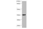 All lanes:Branched-chain-amino-acid aminotransferase, mitochondrial antibody at 14ug/ml<br />
Lane 1:293T whole cell lysate<br />
Lane 2:HepG2 whole cell lysate<br />
Secondary<br />
Goat polyclonal to rabbit at 1/10000 dilution<br />
Predicted band size: