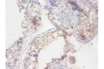 Immunohistochemistry of paraffin-embedded human testis using CSB-PA002604LA01DO at dilution 1:100
