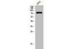 Western Blot analysis of K562 cells using Gab 2 Polyclonal Antibody