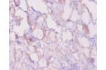 Immunohistochemistry of paraffin-embedded human kidney using CSB-PA002611LA01MO at dilution of 1:20
