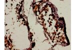 Immunohistochemistry analysis of human testis tissue using CSB-PA002615LA01HU at dilution of 1:100