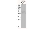 Western Blot analysis of MOUSE-BRAIN cells using GABAA Ra6 Polyclonal Antibody
