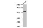 Western Blot<br />
Positive WB detected in:Mouse heart tissue<br />
All lanes:BCL3 antibody at 3.2