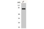 Western Blot analysis of 293 cells using Gas6 Polyclonal Antibody
