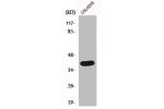 Western Blot analysis of COLO205 cells using GATA-1 Polyclonal Antibody