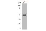 Western Blot analysis of HeLa cells using GATA-4 Polyclonal Antibody