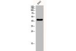 Western Blot analysis of K562 cells using GATA-4 Polyclonal Antibody